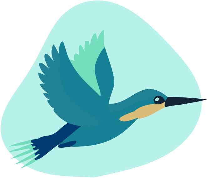 bird illustration